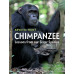 Chimpanzee